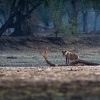 Hyena skvrnita - Crocuta crocuta - Spotted Hyena o7505